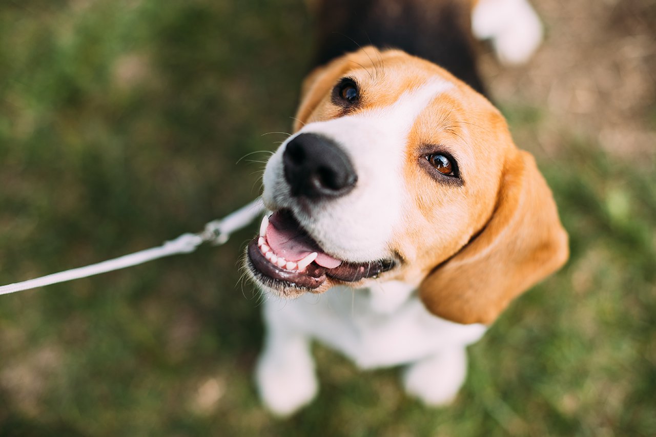 Beautiful-Tricolor-Puppy-Of-English-Beagle-Sitting-On-Green-Grass